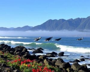 Walbeobachtung in Tofino, British Columbia