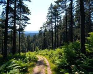 Was kann man im Schwarzwald erleben?